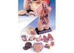 Anatomical Torso