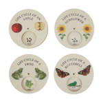 Life Cycle Wooden Discs