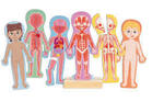 Human Body Magnetic Puzzle 