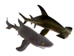 Large Sea Creatures - Sharks 