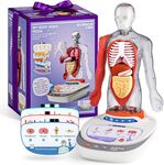 Interactive human body model