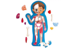 Human Body Puzzle
