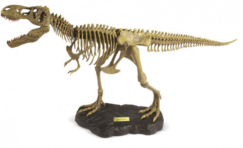 F65: Dr Steve Hunters Model T-Rex 