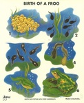 Birth of a Frog Puzzle