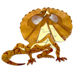 Frill Neck Lizard Puzzle