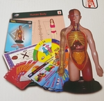 Professional human torso set