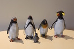 Penguin Collection