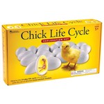 Chick Life Cycle