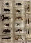 Resin Bug Set