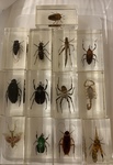 Resin Bug Set