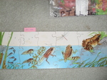 Frog Lifecycle Puzzle