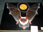 Bat Puzzle