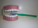 Dental Education Set