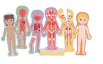 Human Body Magentic Puzzle