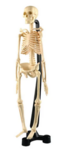 Human Skeleton 46cm