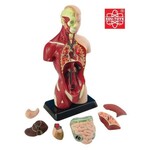 Human Anatomy Model 27cm