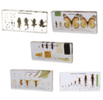 1494: Minibeast Lifecycles in Resin