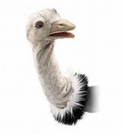 Ostrich