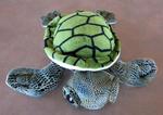 Sea Turtle
