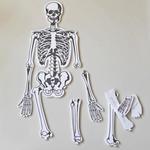 Skeleton Puzzle