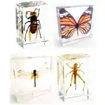 Resin insect set + microscope
