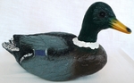Quacking Duck