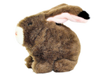 Robbie the Lop-Eared Rabbit