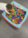 Ball Pit