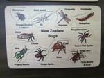 NZ Bug Puzzle