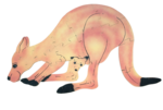 Kangaroo Floor Puzzle - 17pc