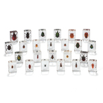 Mini Beasts Large Beetles & Bugs Set