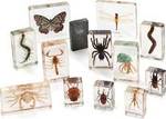 Mini Beasts Arthropods