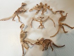 Dinosaur Skeletons (Mixed)