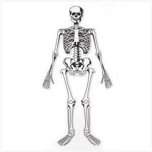 P135: Skeleton Floor Puzzle - 15pc