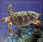 Turtle Lifecycle Puzzle