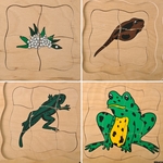 Lifecycle of a Frog : Multilayer puzzle